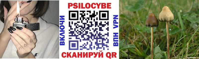 Купить где  Павловская  Галлюциногенные грибы Psilocybe 